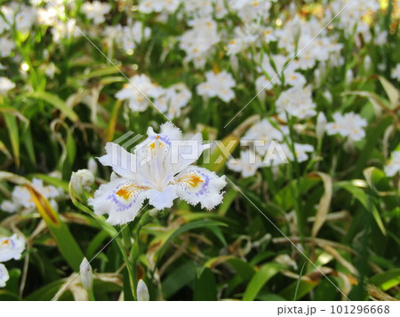 お寺さんに関係有りそうな名前のシャガの花 101296668