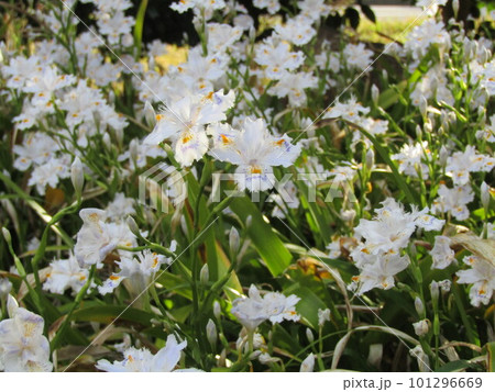 お寺さんに関係有りそうな名前のシャガの花 101296669