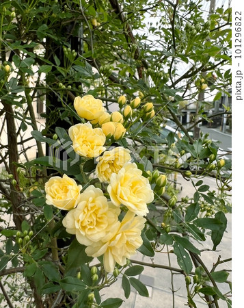 黄色い木香薔薇の花、棘のない薔薇の花、アーチやフェンスの生垣に利用