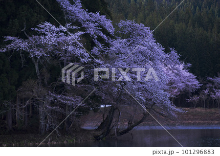 残雪と桜の花 残雪と桜の花 101296883