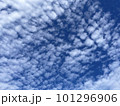 青空とうろこ雲 101296906