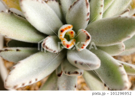 真上から撮った「カランコエ・トメントーサ (ツキトジ)」 サボテンのマクロ接写写真。 真上から撮った「カランコエ・トメントーサ (ツキトジ)」 サボテンのマクロ接写写真。 101296952