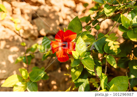 Hibiscus rosa-sinensis is a flowering plant known as Chinese hibiscus, China rose, Hawaiian hibiscus, rose mallow, shoeblack plant. Hibiscus rosa-sinensis is a flowering plant known as Chinese hibiscus, China rose, Hawaiian hibiscus, rose mallow, shoeblack plant. 101296987