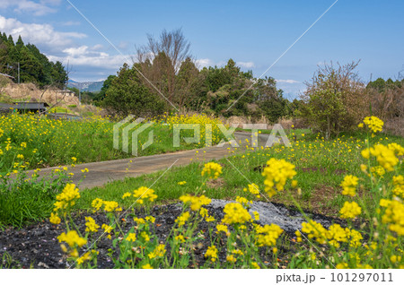 菜の花がある風景 苅野原っぱ 菜の花がある風景 苅野原っぱ 101297011