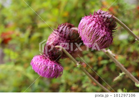 フジアザミ　大きい塊のような花　山野草 101297106