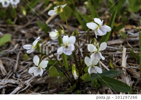 草地に咲くアリアケスミレの花 草地に咲くアリアケスミレの花 101297266