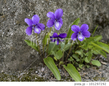 道端に生えるスミレ 道端に生えるスミレ 101297292