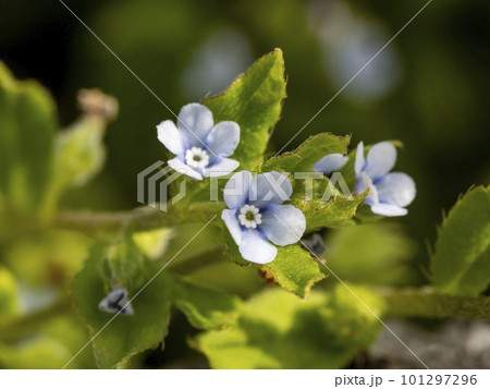田んぼに咲いていた小さいハナイバナの花 田んぼに咲いていた小さいハナイバナの花 101297296
