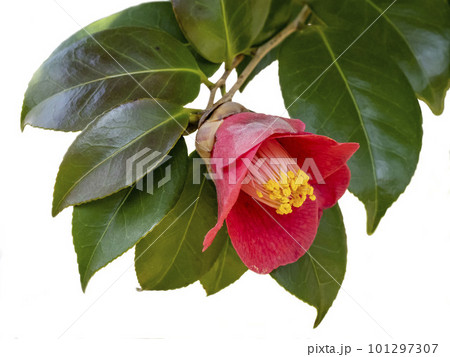 白バックのヤブツバキの赤い花 101297307