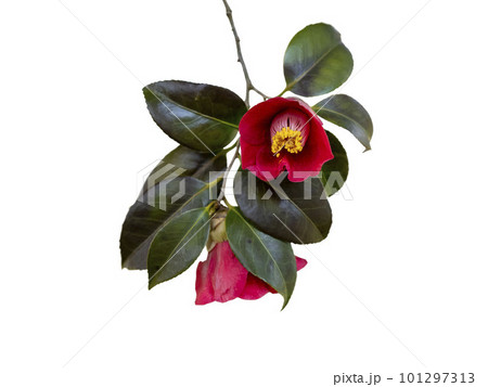 白バックのヤブツバキの赤い花 101297313