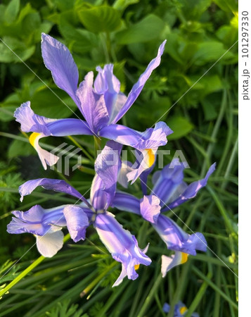 日を浴びる綺麗に咲いたアイリスの花、紫色の花、菖蒲に似た花、あやめ