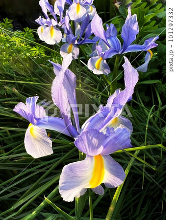 日を浴びる綺麗に咲いたアイリスの花、紫色の花、菖蒲に似た花、あやめ