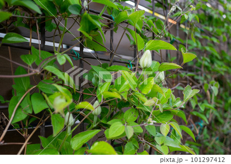フェンスのネットに絡みつく蕾のついたクレマチス フェンスのネットに絡みつく蕾のついたクレマチス 101297412