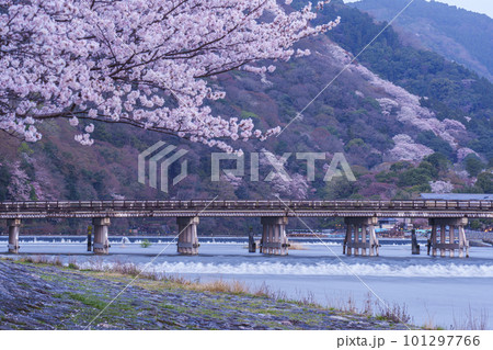京都嵐山 満開の桜と渡月橋 早朝 京都嵐山 満開の桜と渡月橋 早朝 101297766