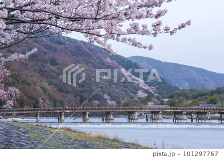 京都嵐山 満開の桜と渡月橋 早朝 京都嵐山 満開の桜と渡月橋 早朝 101297767