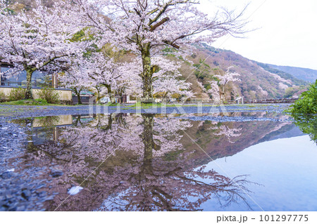 京都嵐山　渡月橋付近　水たまりに映る満開の逆さ桜 101297775