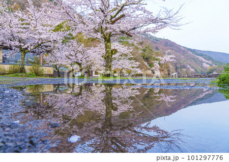 京都嵐山　渡月橋付近　水たまりに映る満開の逆さ桜 101297776