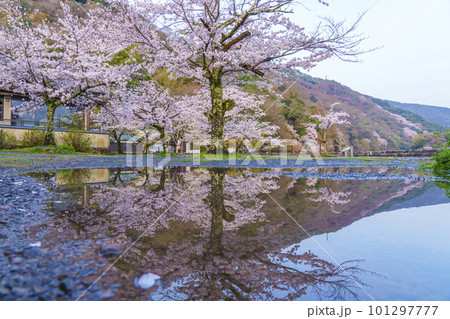 京都嵐山　渡月橋付近　水たまりに映る満開の逆さ桜 101297777