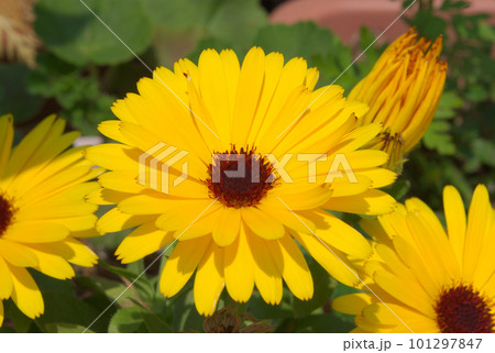 黄色いキンセンカの花 黄色いキンセンカの花 101297847
