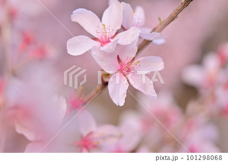 夕暮れ時の満開の桜 101298068
