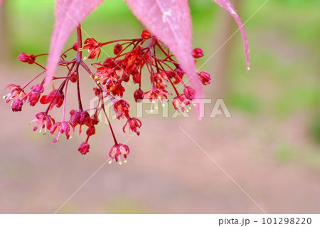 深紅の小花が垂れ下がって咲く春紅葉 101298220