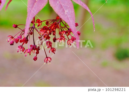 深紅の小花が垂れ下がって咲く春紅葉 101298221