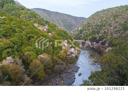 早朝　嵐山公園展望台から望む保津川と春の嵐山 101298225