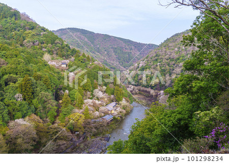 早朝 嵐山公園展望台から望む保津川と春の嵐山 早朝 嵐山公園展望台から望む保津川と春の嵐山 101298234