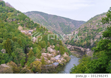 早朝 嵐山公園展望台から望む保津川と春の嵐山 早朝 嵐山公園展望台から望む保津川と春の嵐山 101298245