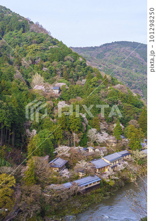 早朝 嵐山公園展望台から望む保津川と春の嵐山 早朝 嵐山公園展望台から望む保津川と春の嵐山 101298250