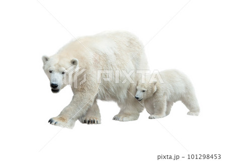 mother bear and baby isolated on white background mother bear and baby isolated on white background 101298453