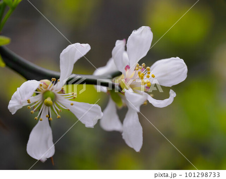 白いカラタチの花 白いカラタチの花 101298733