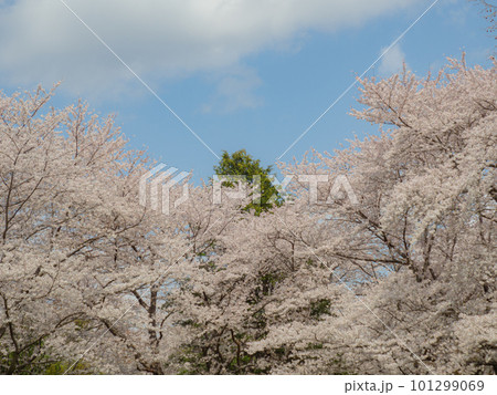 広場の桜② 広場の桜② 101299069
