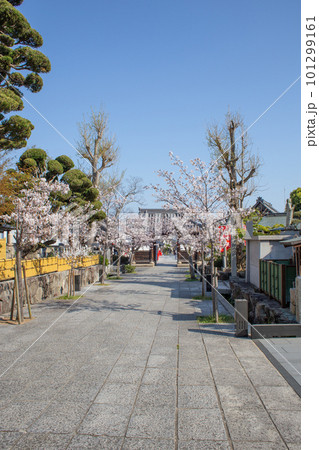 桜満開の神戸・須磨寺の参道と仁王門 101299161