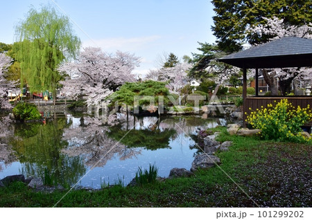 栃木市　蔵の街の第二公園ひょうたん池と満開の桜 101299202
