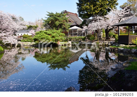 栃木市　蔵の街の第二公園東屋ひょうたん池と満開の桜 101299203