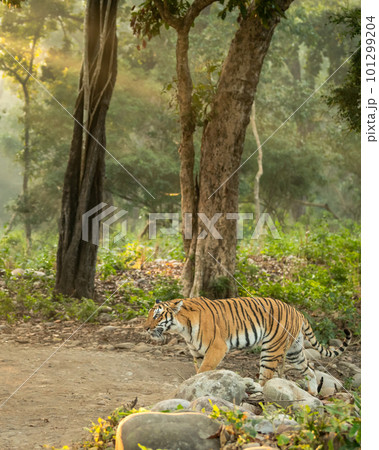 wild female bengal tiger or panthera tigris in natural scenic scenery background and winter light fog mist in safari at dhikala forest jim corbett national park or tiger reserve uttarakhand india asia 101299204