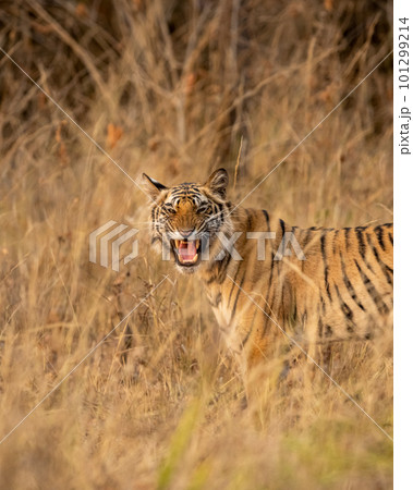 wild bengal female tiger or panthera tigris standing with angry face expression with eye contact camouflage in grass evening safari bandhavgarh national park forest reserve madhya pradesh india asia 101299214