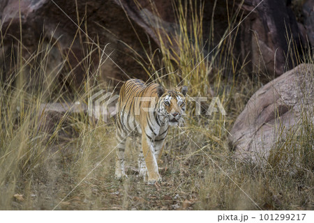 wild adult bengal female tiger or panthera tigris tigris head on with eye contact on territory marking in evening safari at kanha national park forest tiger reserve Khatia madhya pradesh india asia wild adult bengal female tiger or panthera tigris tigris head on with eye contact on territory marking in evening safari at kanha national park forest tiger reserve Khatia madhya pradesh india asia 101299217