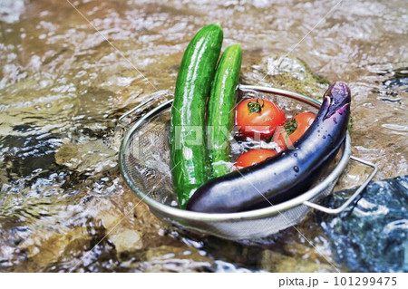 川で冷やされるカラフルな夏野菜 川で冷やされるカラフルな夏野菜 101299475