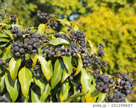 キヅタの果実 キヅタの果実 101299607