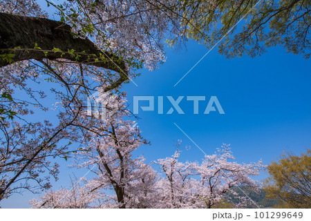 京都府八幡市 背割提の青空に映える満開の桜 京都府八幡市 背割提の青空に映える満開の桜 101299649
