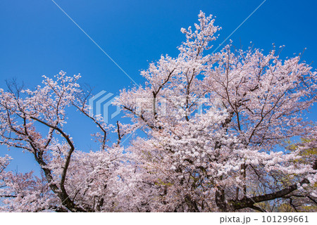 京都府八幡市　背割提の青空に映える満開の桜 101299661