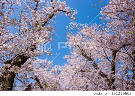 京都府八幡市 背割提の青空に映える満開の桜 京都府八幡市 背割提の青空に映える満開の桜 101299662
