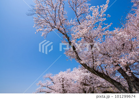 京都府八幡市 背割提の青空に映える満開の桜 京都府八幡市 背割提の青空に映える満開の桜 101299674
