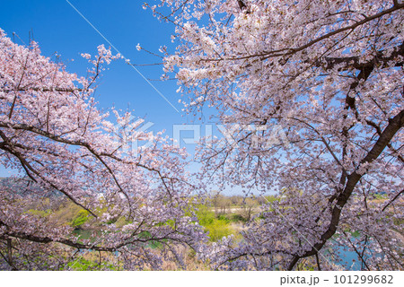 京都府八幡市 背割提の青空に映える満開の桜 京都府八幡市 背割提の青空に映える満開の桜 101299682