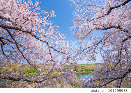 京都府八幡市 背割提の青空に映える満開の桜 京都府八幡市 背割提の青空に映える満開の桜 101299683