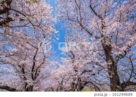 京都府八幡市　背割提の青空に映える満開の桜 101299689