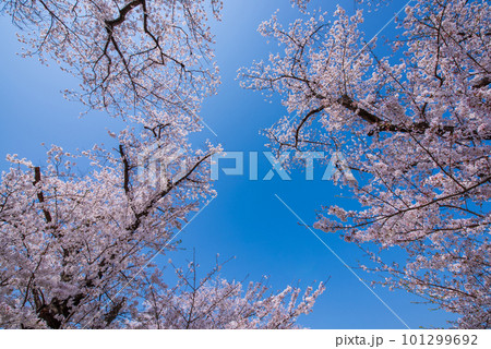 京都府八幡市 背割提の青空に映える満開の桜 京都府八幡市 背割提の青空に映える満開の桜 101299692