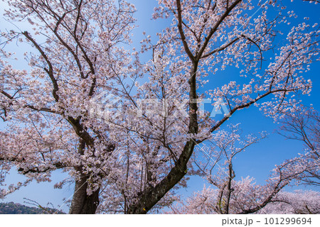 京都府八幡市　背割提の青空に映える満開の桜 101299694
